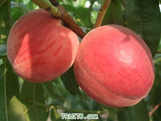 6��27 ����Ʒ�� 014.jpg