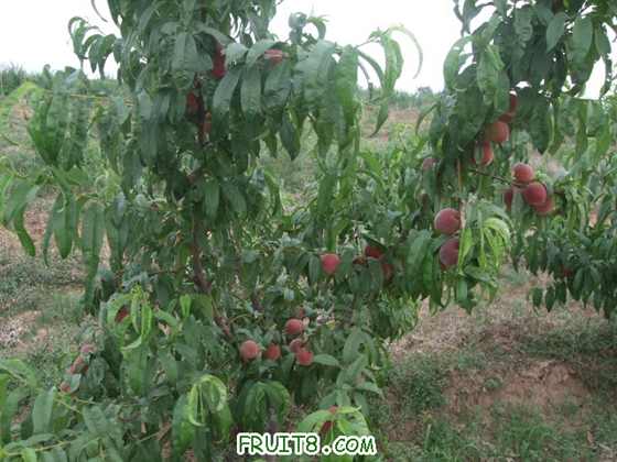 6��27 ����Ʒ�� 007.jpg