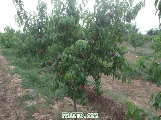 6��27 ����Ʒ�� 008.jpg