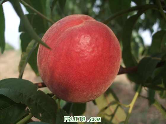 6��27 ����Ʒ�� 015.jpg