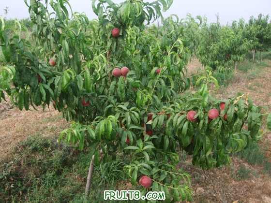 6��27 ����Ʒ�� 019.jpg