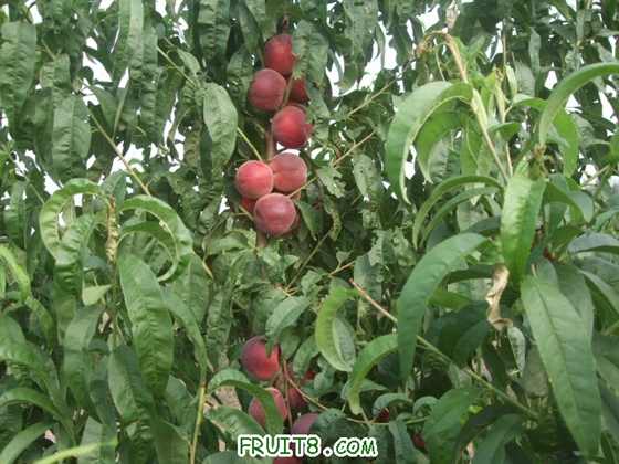 6��27 ����Ʒ�� 020.jpg