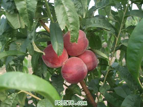 6��27 ����Ʒ�� 021.jpg