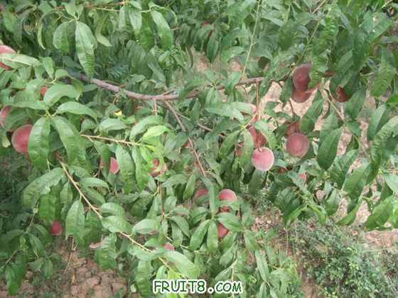 6��27 ����Ʒ�� 033.jpg