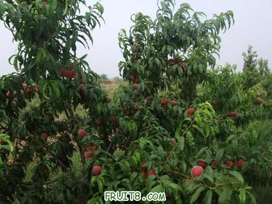 6��27 ����Ʒ�� 029.jpg