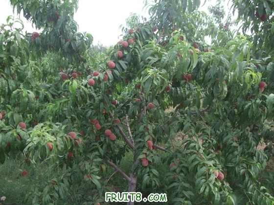 6��27 ����Ʒ�� 030.jpg