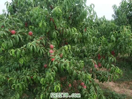 6��27 ����Ʒ�� 032.jpg