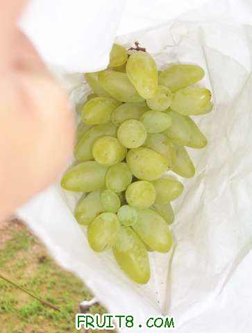 Ƭ2010070310 016.jpg