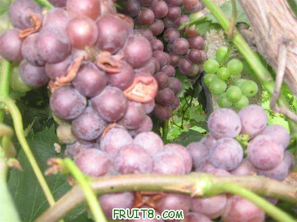 IMG_2599 (��).JPG