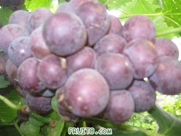 IMG_2602 (��).JPG