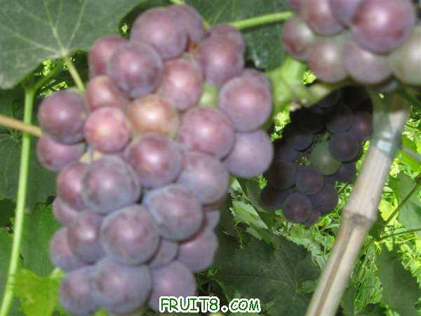 IMG_2608 (��).JPG