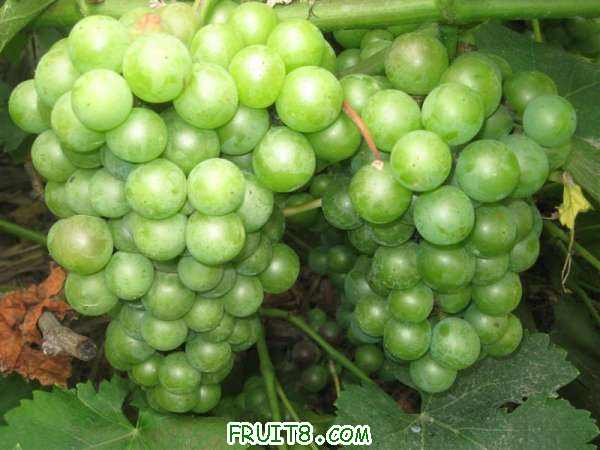 IMG_2624 ().JPG
