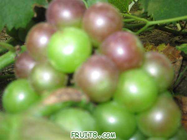 IMG_2623 ().JPG