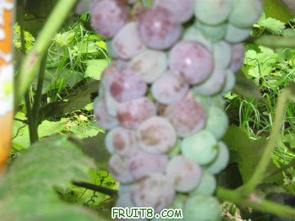 IMG_2613 ().JPG