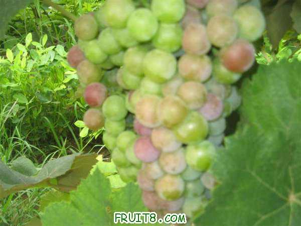 IMG_2614 ().JPG