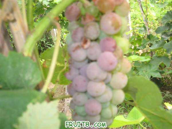 IMG_2615 ().JPG