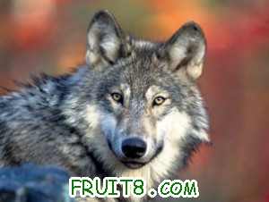 montana.wolf-300x0.jpg
