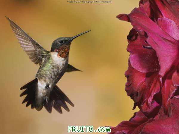 Male Ruby-Throated Hummingbird.jpg