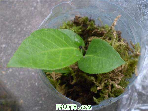 �ϵ�û����