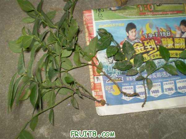 P7140010 (С��).JPG