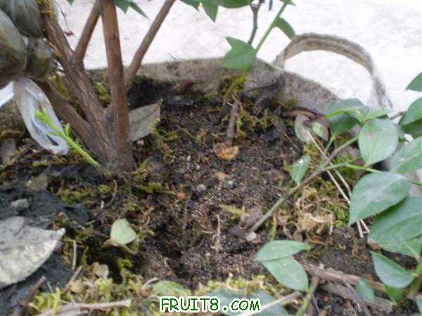 �����±ߵ�֦���������ѹ��������3֦���������µ�2֦��ֻ��һֻ�и������Ҳ��Ǵӻ������