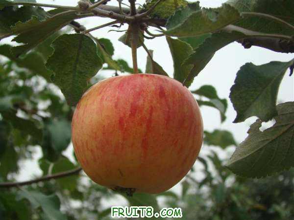 DSC02223 ().JPG