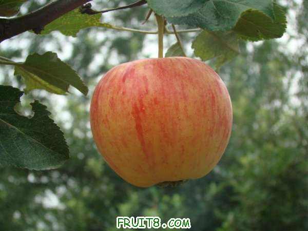 DSC02224 ().JPG