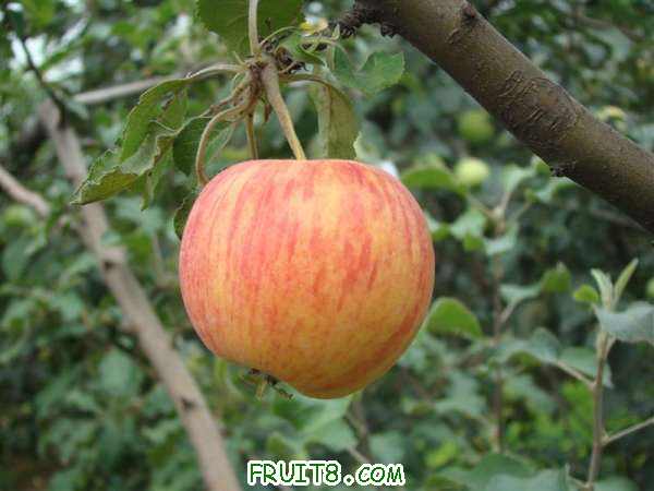 DSC02219 ().JPG