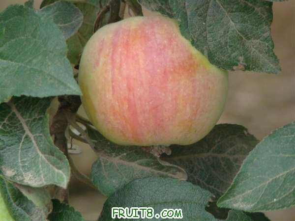 DSC02227 ().JPG