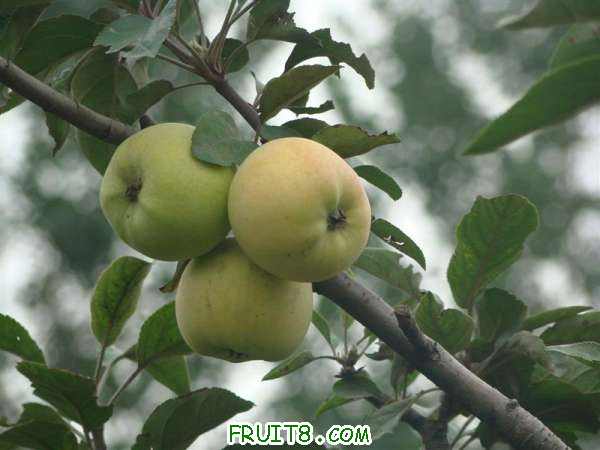 DSC02230 ().JPG
