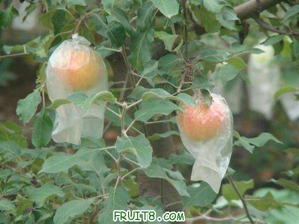 DSC02232 ().JPG