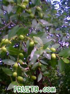 IMG0344A.jpg