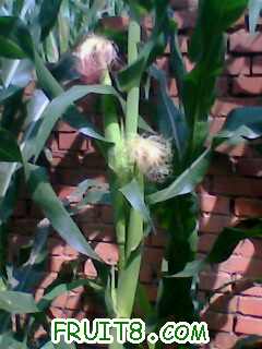 IMG0343A.jpg