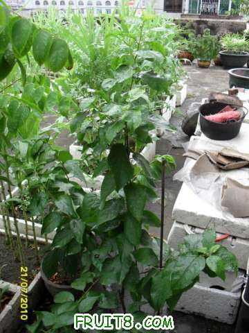 ��Ƥ����ǰ�����Ǹ����У�����ȴ��������������