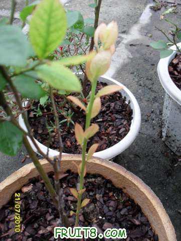 ��Ҷ�Ӻ��~~~