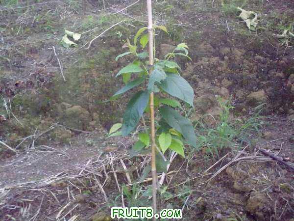 20100623055.jpg