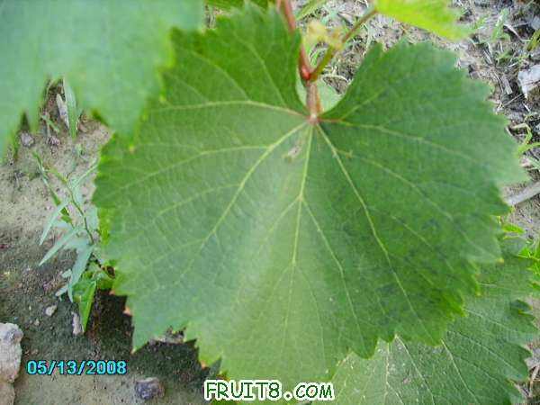 PICT0783.JPG