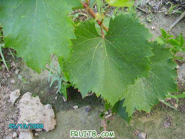PICT0781.JPG