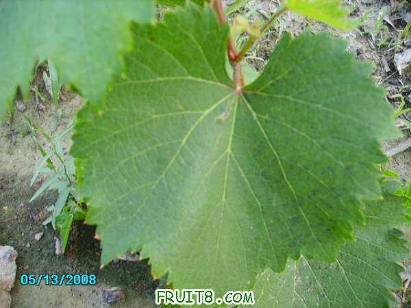 PICT0783.JPG