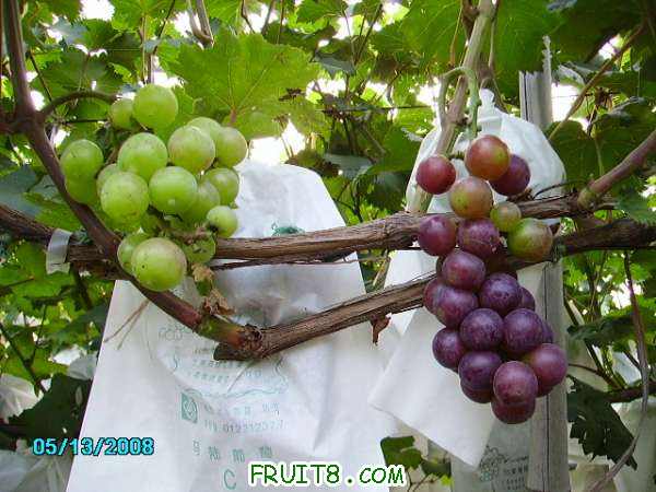 PICT0763.JPG