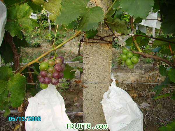 PICT0762.JPG