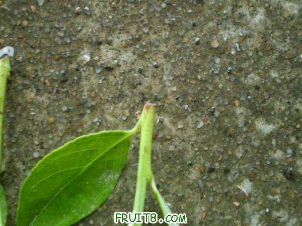 P1010016 (С��).JPG