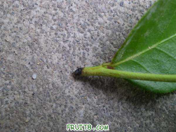 P1010004 (С��).JPG