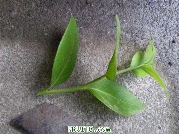 P1010009 (С��).JPG