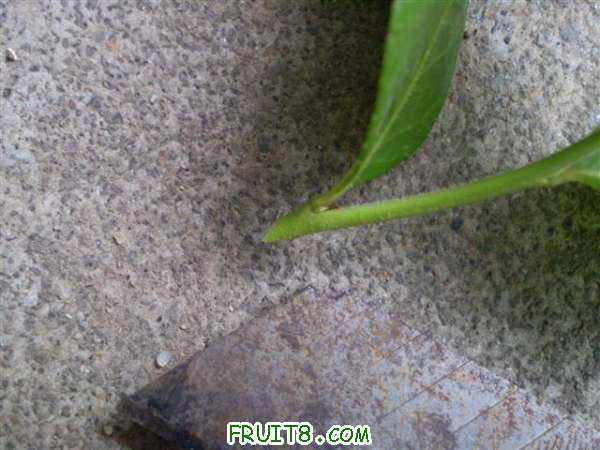 P1010010 (С��).JPG