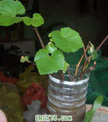 100_2180_conew1.jpg