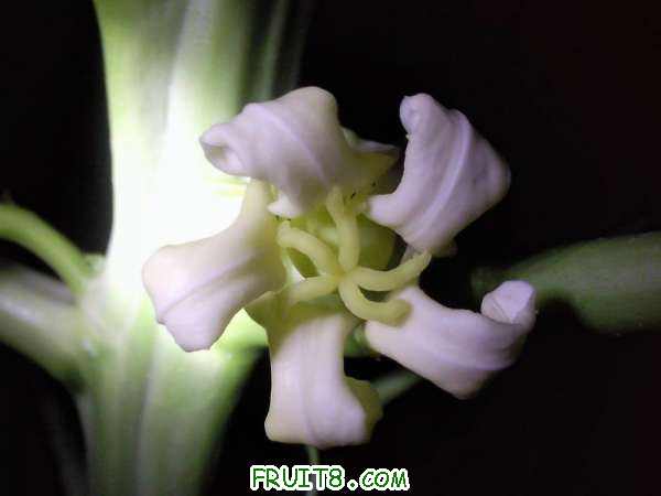 С Ƭ0149.jpg