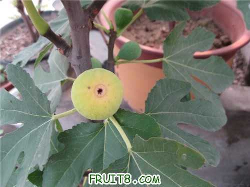 IMG_0271[1]_.jpg