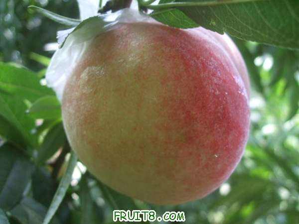 8��3����֮�� 006.jpg