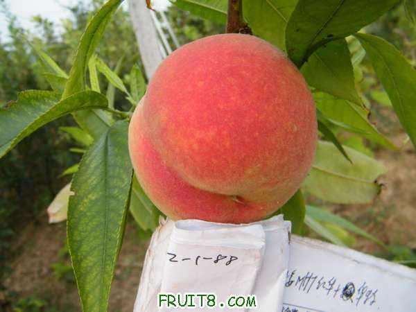 DSCF4190.JPG